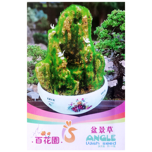 假山草种子山石草上水石小草吸水石草鱼缸盆栽花卉绿植盆景草种籽