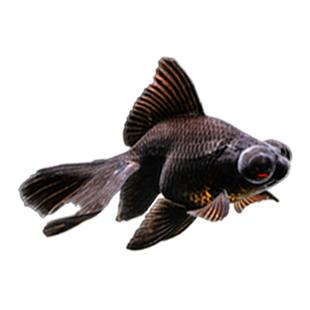 龙睛金鱼黑龙睛冷水鱼小金鱼活鱼淡水锦鲤观赏鱼好养耐活鱼不加温