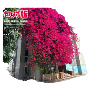 三角梅爬藤植物带花卉树苗重瓣四季盆景庭院室外老桩鲜花绿植盆栽