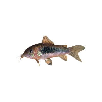 鼠鱼清道夫鱼缸清洁神器