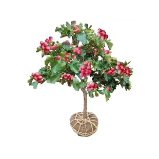 山楂树活苗山楂树盆栽果苗阳台树苗南方种植嫁接水果苗木地庭院