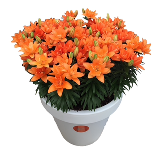 多头重瓣百合种球多年生多季节开花浓香带芽现挖庭院室内种植花卉