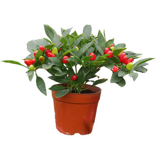 七彩泡椒种子种籽辣椒苗秧彩椒盆栽秧苗蔬菜五彩椒树苗南方菜苗