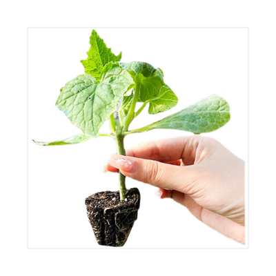 各种黄瓜苗带根发货四季播种