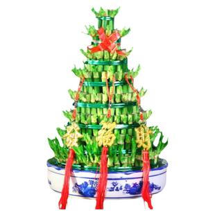 节节高富贵竹水培室内盆栽花卉植物竹塔转运发财竹办公室净化空气