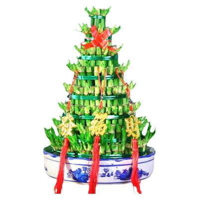 节节高富贵竹水培转运发财竹