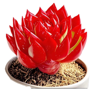 红茶多肉植物新品美观室内阳台好养精品趣味盆栽绿植花卉种好组合