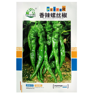 香辣螺丝椒种子苗皱皮海椒四季菜种春季盆栽蔬菜辣椒种籽秧高产