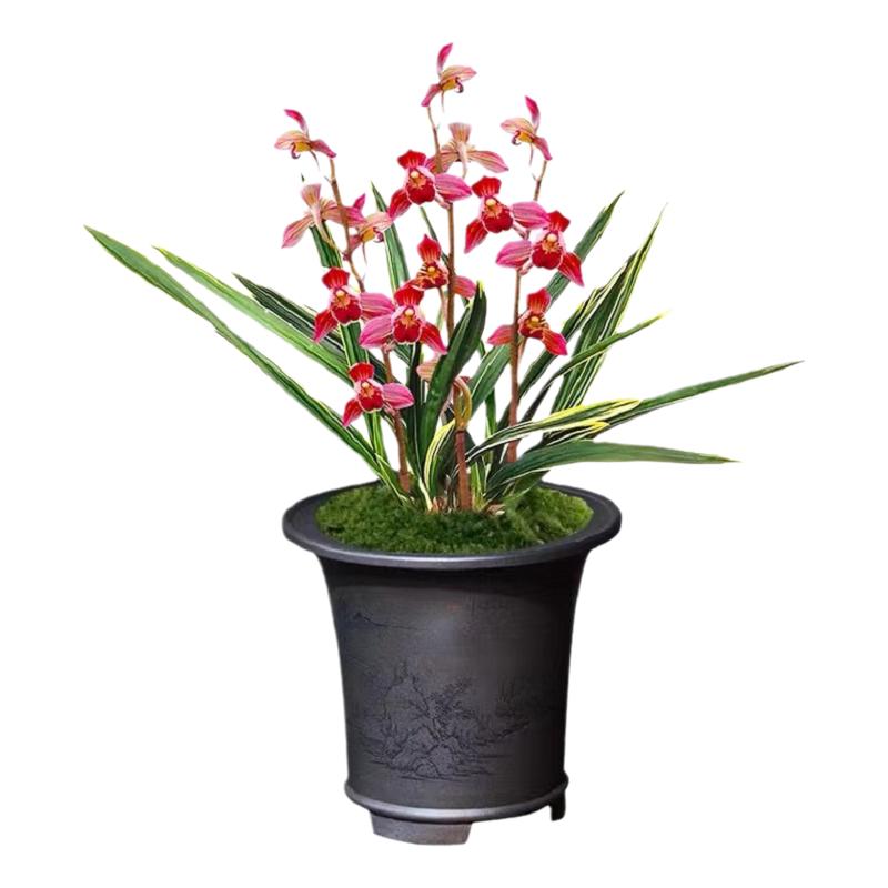 兰花四季开花金边矮种东方红神荷瓣兰花迷你浓香室内绿植盆栽花卉