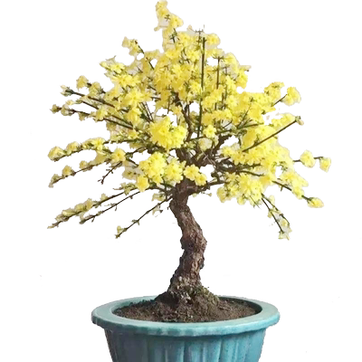 攀援爬藤庭院迎春花报春花苗