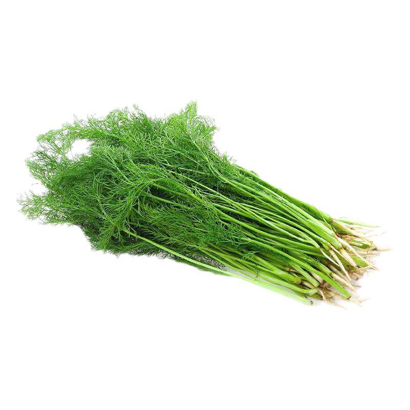 沁蕊新鲜小茴香饺子馅