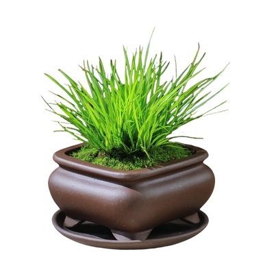 菖蒲小草盆栽茶室书房小绿植