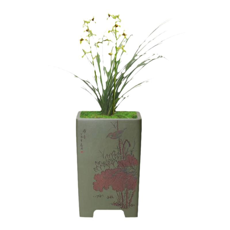 蕙兰刘梅冬季好养花卉绿植盆栽