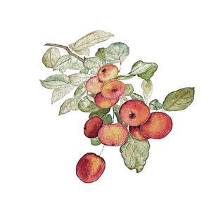 芒刺原创|海棠果|国风彩绘红色防水持久新中式纹身贴|文艺 高级感