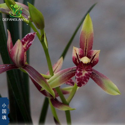 德芳兰业兰花建兰小国魂逸红双娇红花浓香室内阳台花卉绿植盆栽