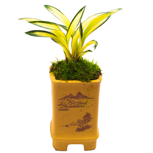 矮种兰花苗墨兰黄金中透艺缟带花苞达摩兰花艺草兰草盆栽花卉袖珍