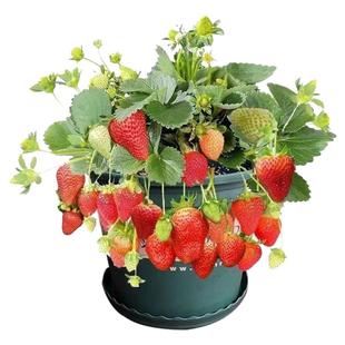 草莓苗盆栽当年结果奶油草莓红颜久香四季结果阳台耐寒水果植物