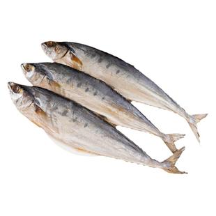 北海马鲛鱼干500g风干日晒咸鱼干淡干海鱼干鲅鱼干特色梅香大鱼干