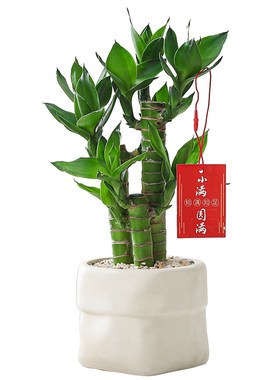芊诗语室内桌面绿植盆栽