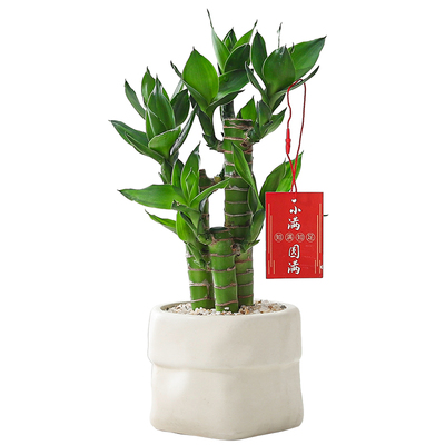 芊诗语室内桌面绿植盆栽