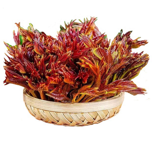 头茬香椿叶芽新鲜红香椿嫩芽尖新鲜当季露天香椿芽现摘春芽春头菜