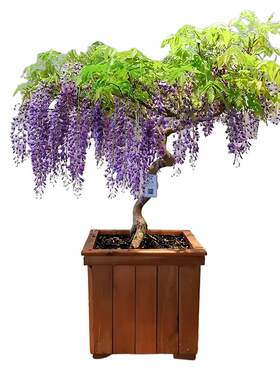 当年新采紫藤种子紫藤萝树种籽紫藤花紫爬藤植物室外公园景观造型