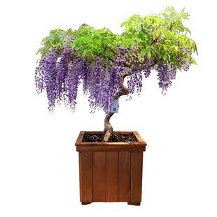 当年新采紫藤种子紫藤萝树种籽紫藤花紫爬藤植物室外公园景观造型