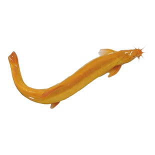 黄金泥鳅苗冷水鱼清道夫清洁鱼淡水鱼好养耐活观赏鱼苗工具活体鱼