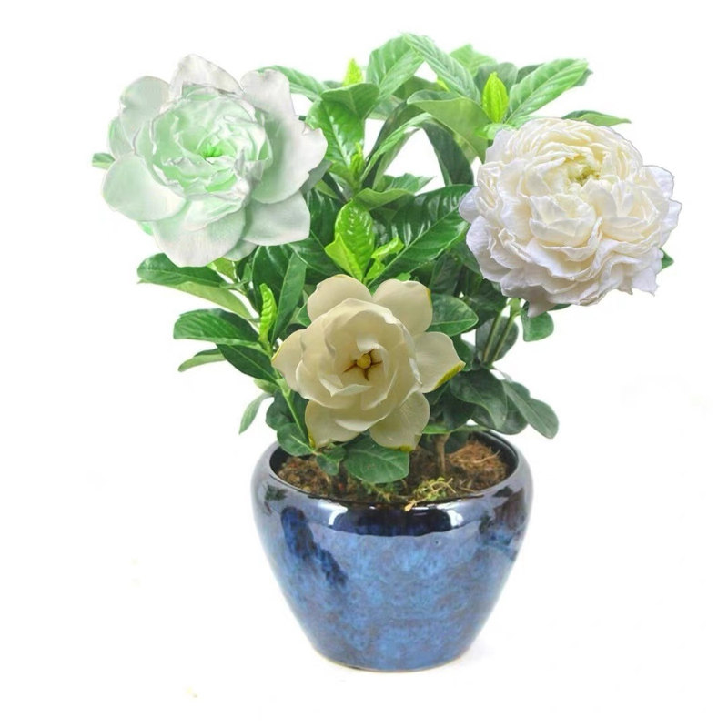 重瓣大花牡丹栀子花浓香型四季开花阳台庭院盆栽虎头栀子花苗好养
