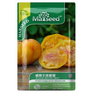 【新品推荐】进口威奇牛排金黄色番茄种子西红柿蔬菜水果高产种籽