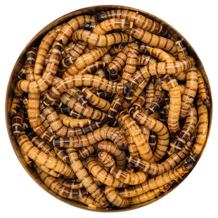 爬宠活体大麦虫活体饲料蜥蜴守宫仓鼠刺猬龙鱼专用宠物虫子活虫粮