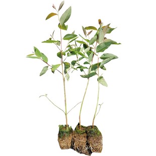 桉树苗速生桉树正品广29苗快速绿化造林复绿苗巨桉小苗耐寒常绿树