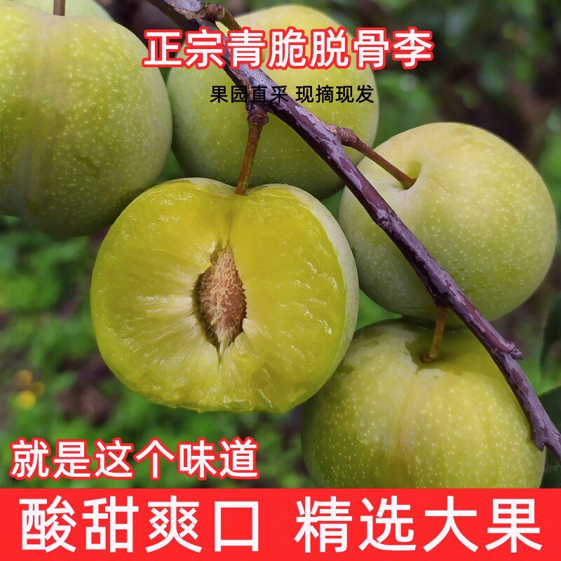 正宗贵州冰脆李青脆李脱骨酸脆爽口新鲜现摘现发水果包邮坏果包赔