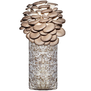 蘑菇女王秀珍菇食用菌包蘑菇种植包种子菌包菌种家庭养植食用菌种