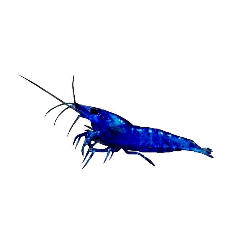 蓝宝石观赏虾淡水晶虾除藻虾蓝丝绒米虾冷水族宠物虾清洁工具小虾