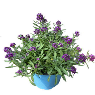 矮蒲苇观赏草花园秋季花镜别墅