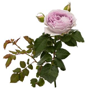 天狼月季隐隐青国产自育月季玫瑰耐热浓香开张直立型灌木