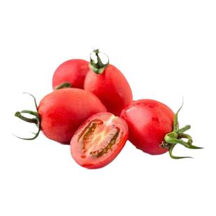 千禧圣女果苗秧瀑布小番茄苗樱桃西红柿苗矮生黄色四季盆栽蔬菜苗