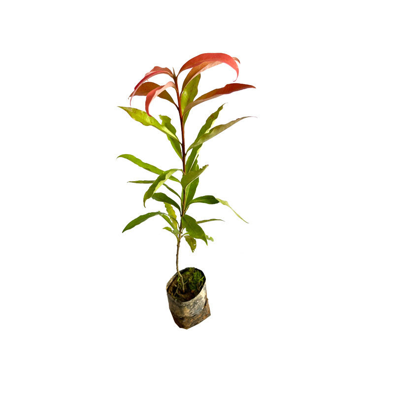 木荷荷树何木造林绿化防火林