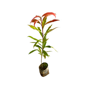 木荷树苗何树秧苗荷木造林绿化防火林常绿苗木杯苗裸根苗基地直发