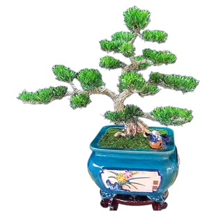 造型黄杨盆景小叶雀舌皱皮黄杨客厅阳台玄关室内名贵树种矮霸好养