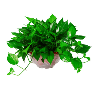 客厅长藤绿萝植物垂吊盆栽室内花卉好养活新房净化空气绿箩容易养