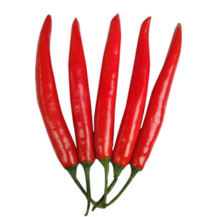 适合冬天种的菜种子籽盆栽套装耐寒鸡毛菜香菜葱头蔬菜籽种孑大全