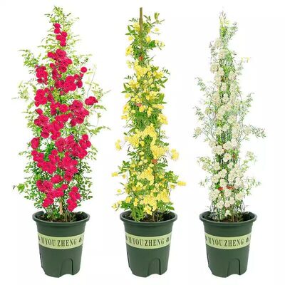 四季重瓣红木香花苗爬藤植物无刺黄木香开花卉庭院大树苗耐寒爬墙