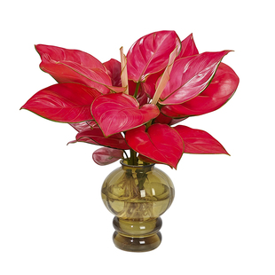 【灵犀物造】室内桌面水培植物如意皇后盆栽办公室客厅绿植花卉