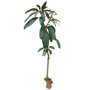 芒果苗正宗金煌芒贵妃四季芒特大嫁接果树苗子南方种植当年结果