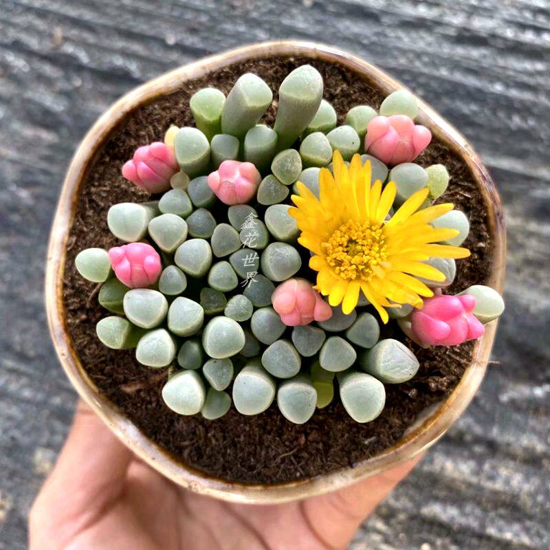 高级稀有精品多肉植物蓝镜无暇玉露办公室桌面美观小盆栽花卉绿植