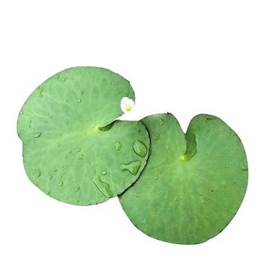 水培一叶莲水生水培植物