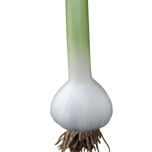 2025新鲜大蒜头现货鲜蒜湿蒜腌蒜山东挖不辣口白皮嫩蒜生鲜蒜青蒜