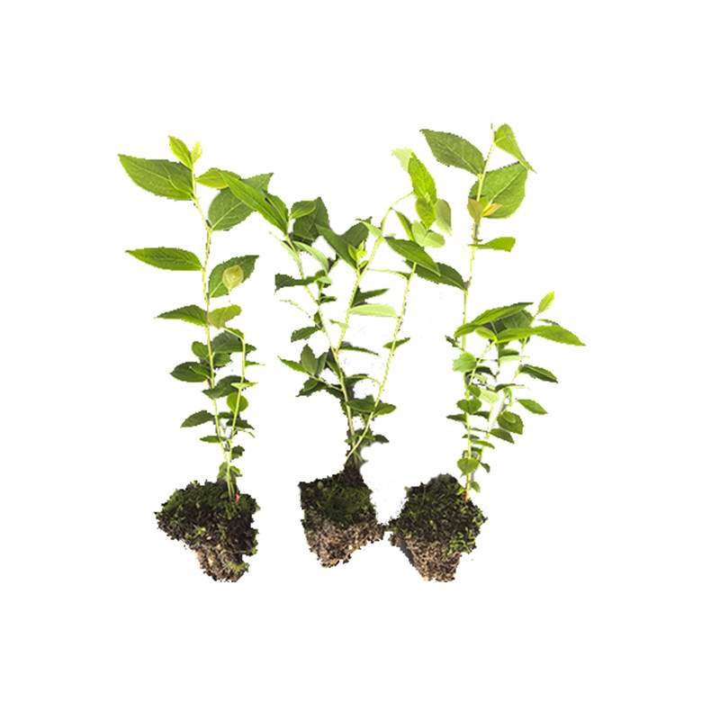 【L25组培蓝莓苔藓苗】F6薄皮纯甜无酸特大果脱毒阳台果树穴盘苗